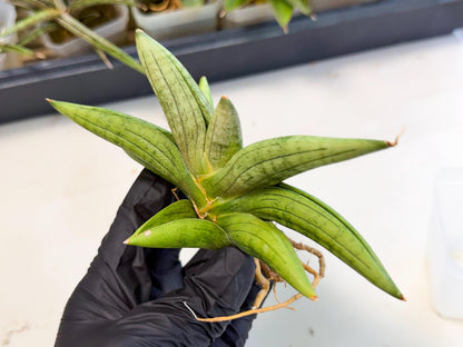 Sansevieria Supper Chubby (ca2) (b) | Rare House Plant