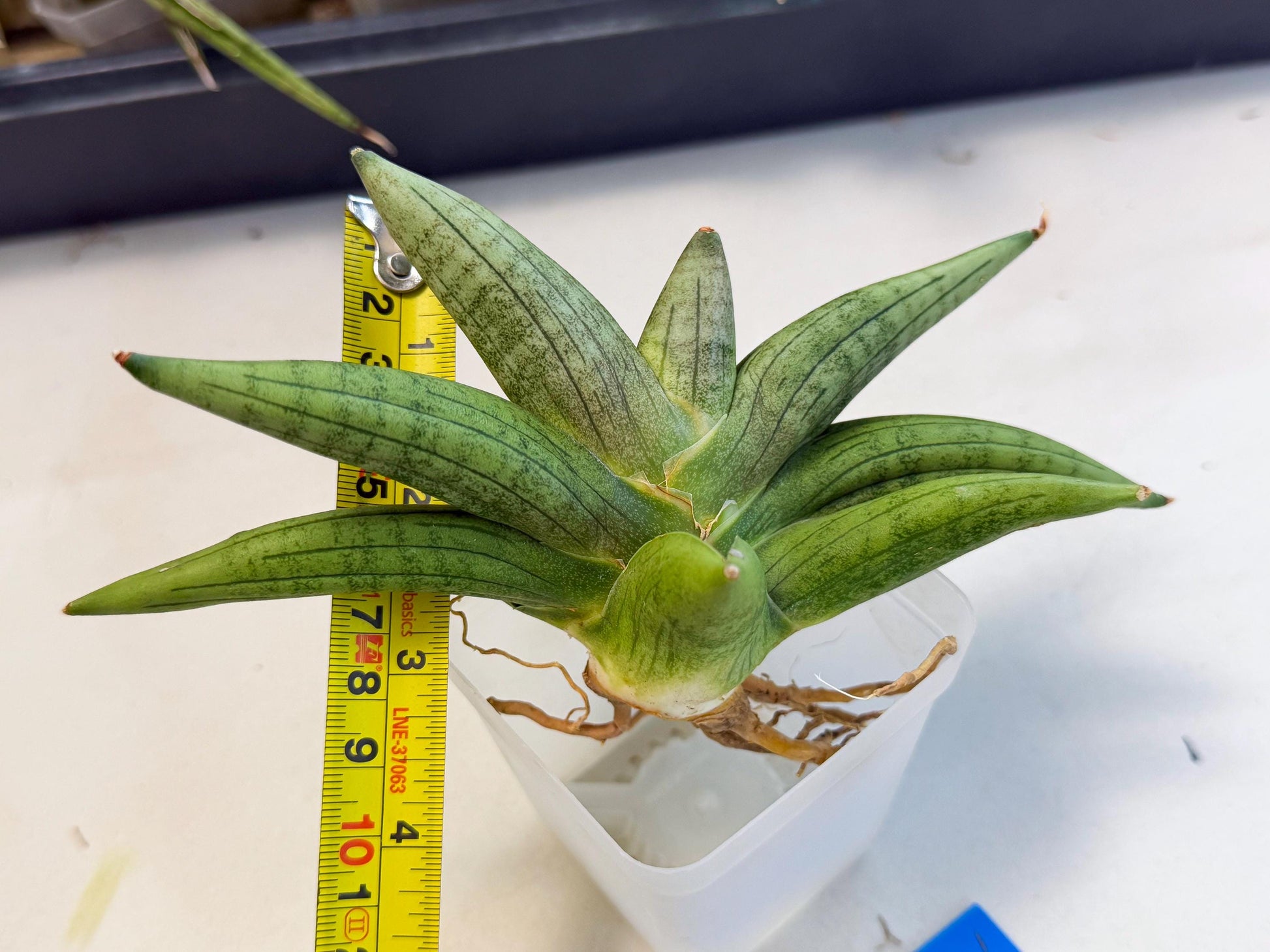 Sansevieria Supper Chubby (ca2) (b) | Rare House Plant