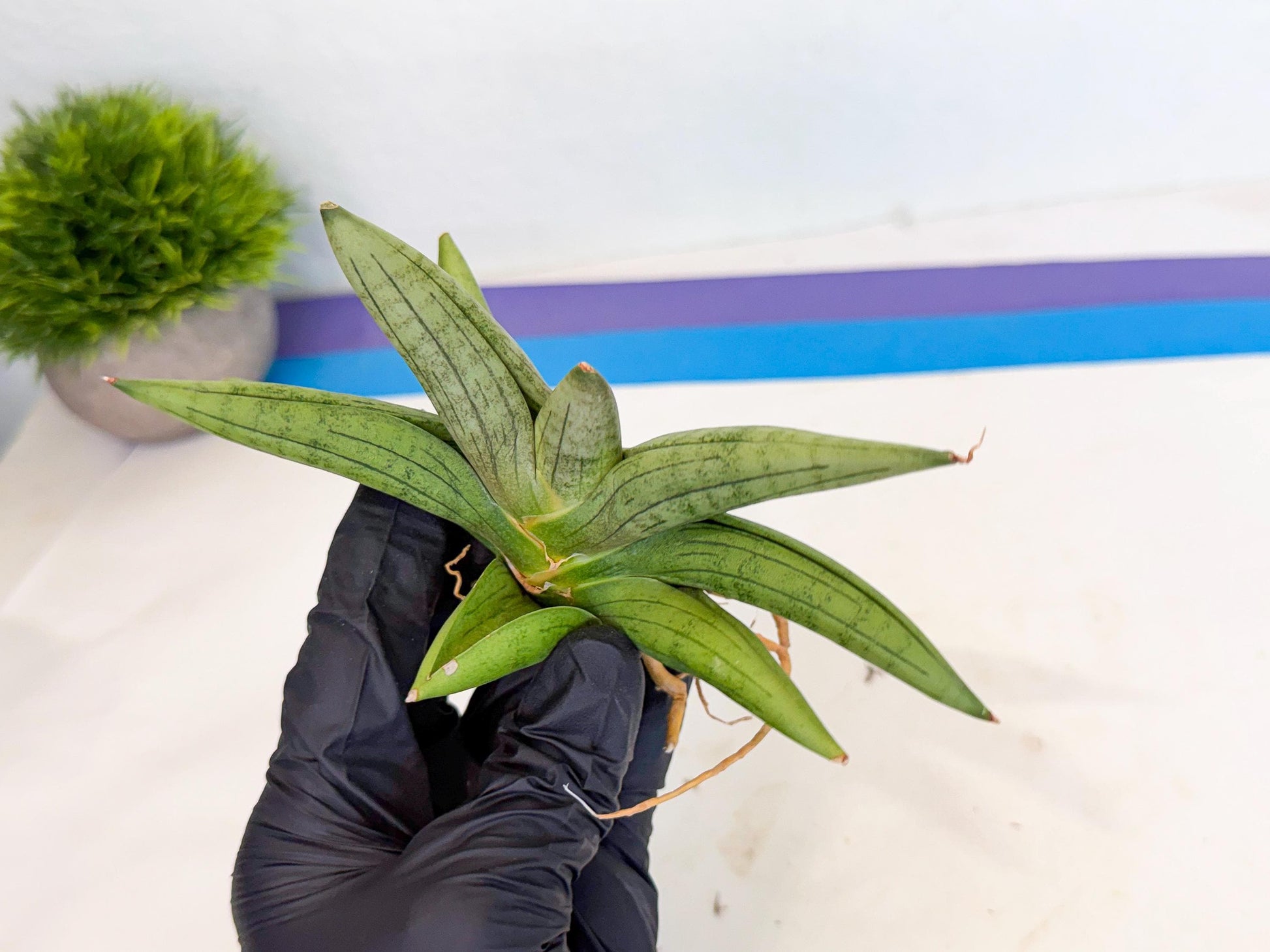 Sansevieria Supper Chubby (ca2) (b) | Rare House Plant