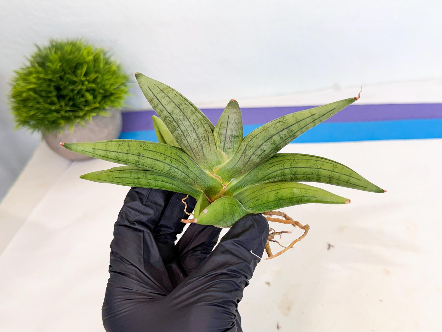 Sansevieria Supper Chubby (ca2) (b) | Rare House Plant