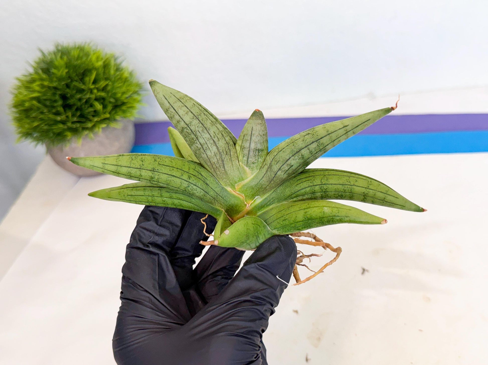 Sansevieria Supper Chubby (ca2) (b) | Rare House Plant