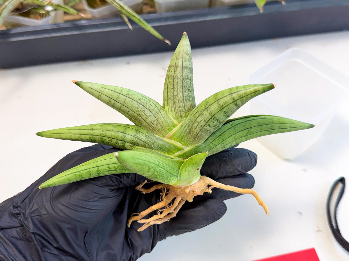 Sansevieria Supper Chubby (ca2) (r) | Sale