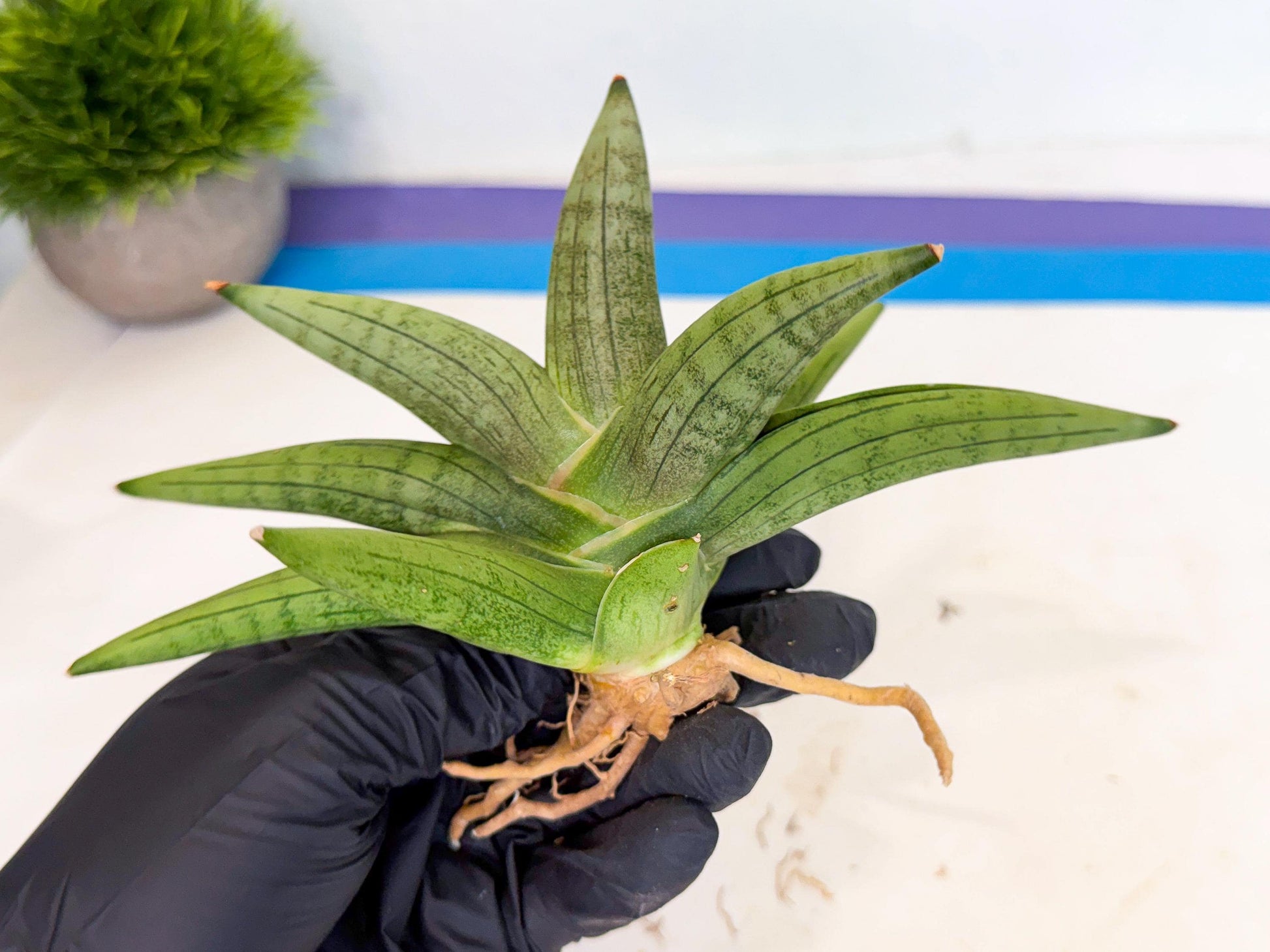 Sansevieria Supper Chubby (ca2) (r) | Sale
