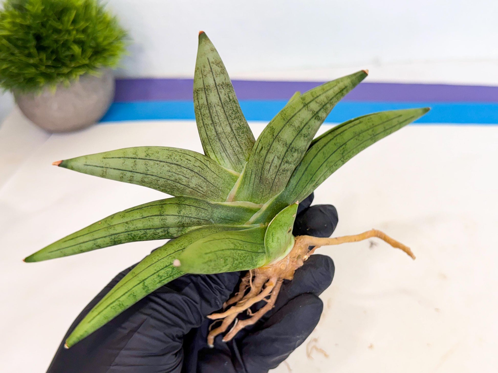 Sansevieria Supper Chubby (ca2) (r) | Sale
