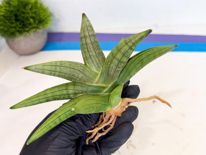 Sansevieria Supper Chubby (ca2) (r) | Sale