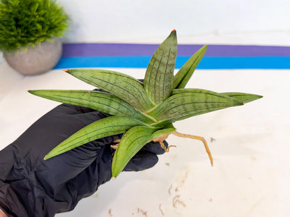 Sansevieria Supper Chubby (ca2) (r) | Sale