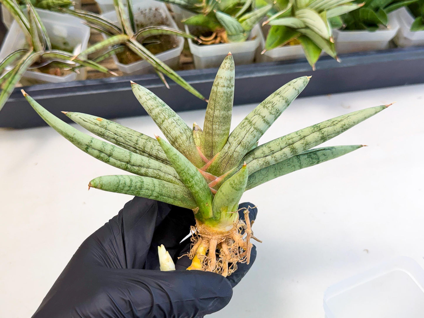 Sansevieria NangFon (ca2) (g) | Imported Sansevieria