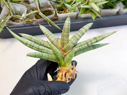 Sansevieria NangFon (ca2) (g) | Imported Sansevieria
