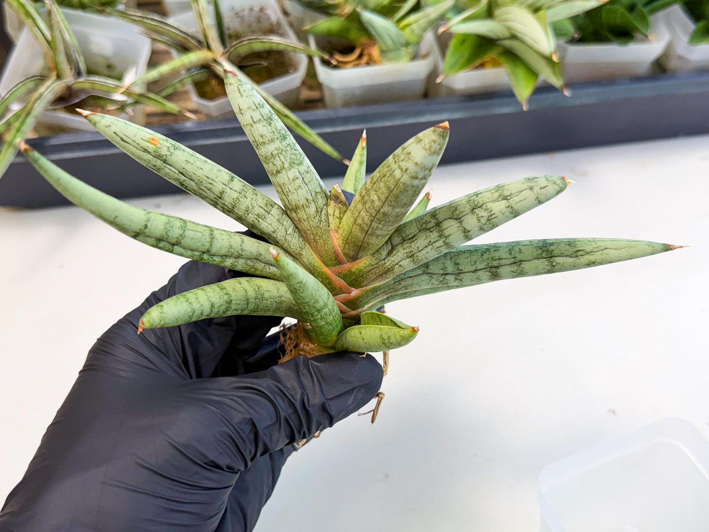 Sansevieria NangFon (ca2) (g) | Imported Sansevieria