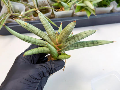 Sansevieria NangFon (ca2) (g) | Imported Sansevieria
