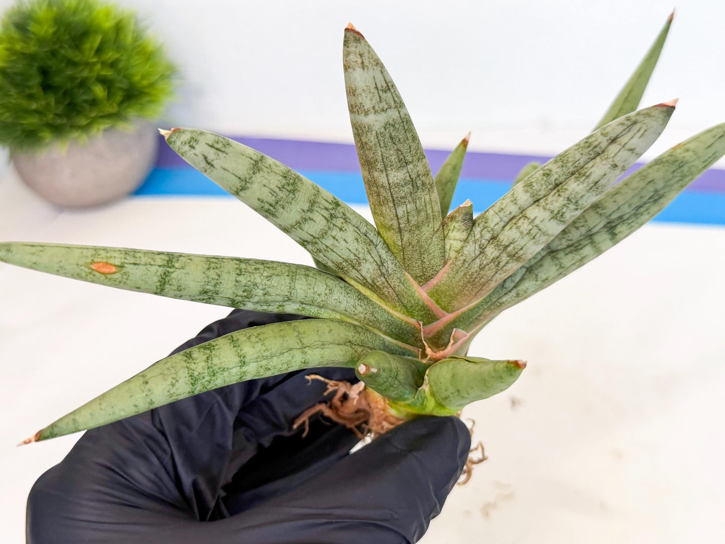 Sansevieria NangFon (ca2) (g) | Imported Sansevieria