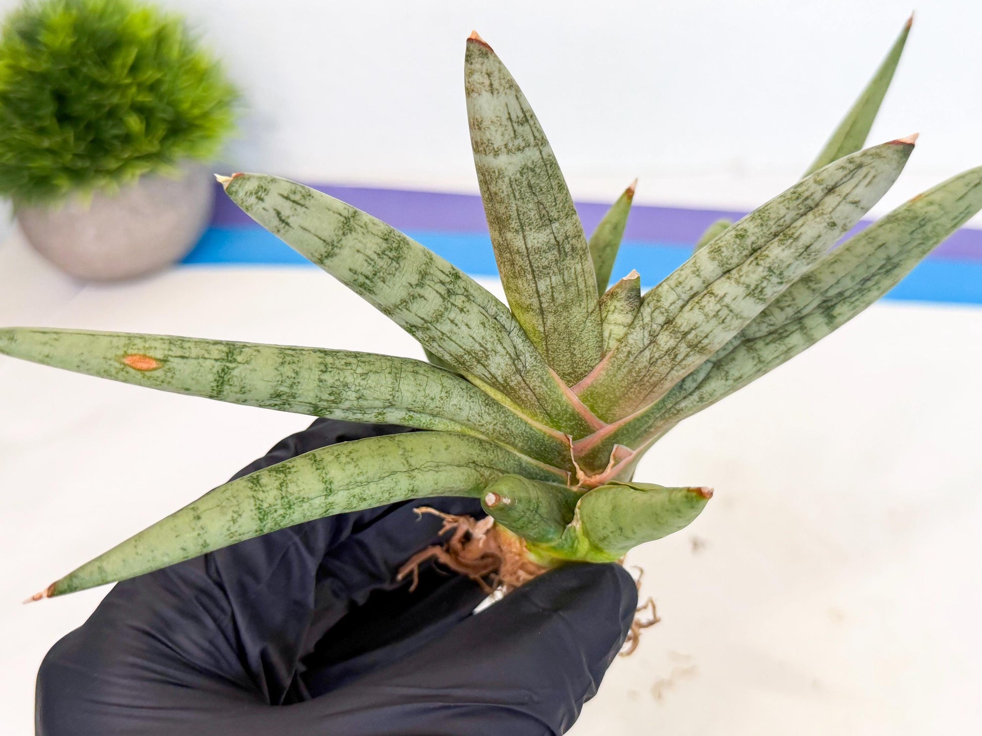 Sansevieria NangFon (ca2) (g) | Imported Sansevieria