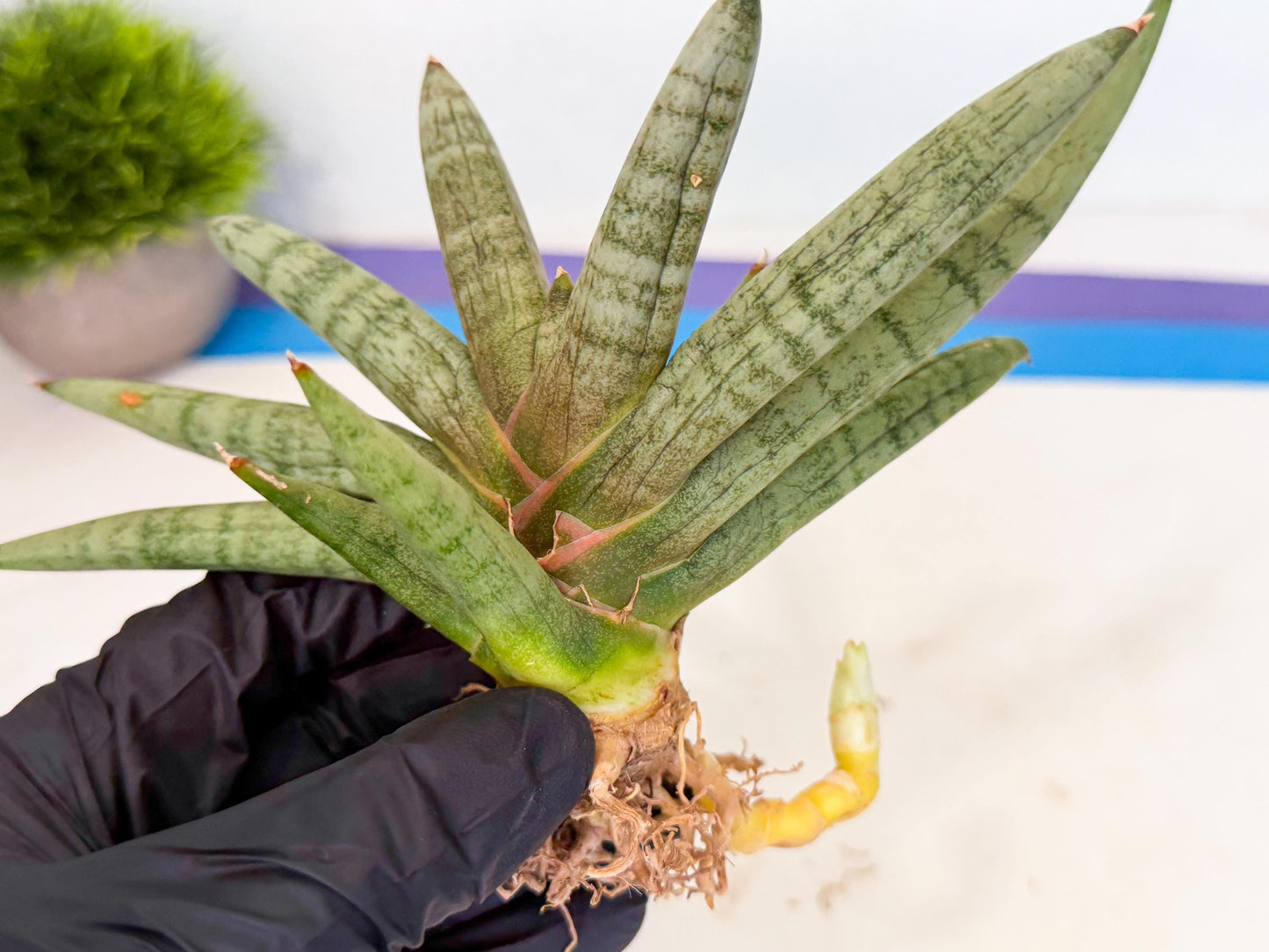 Sansevieria NangFon (ca2) (g) | Imported Sansevieria
