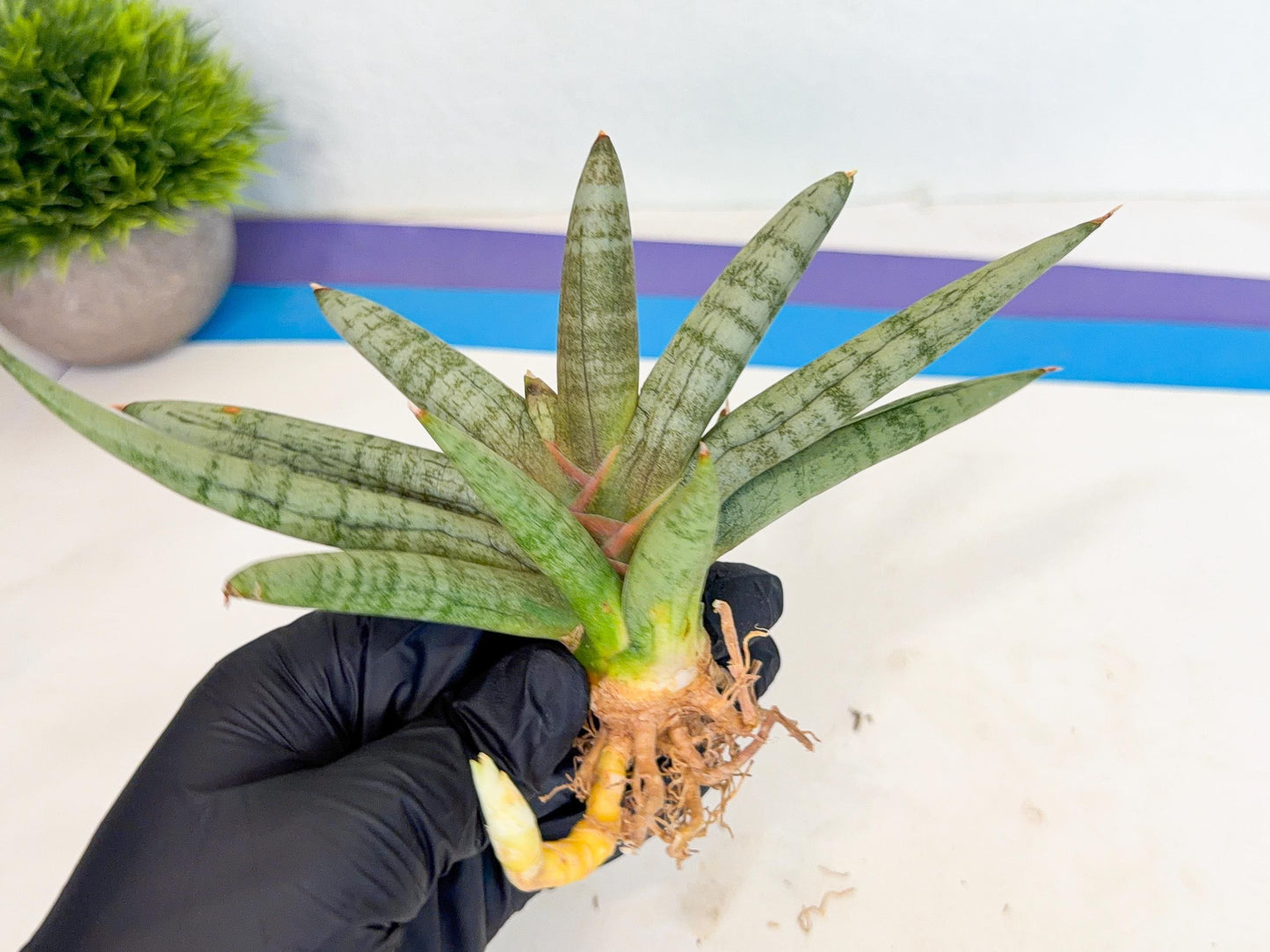 Sansevieria NangFon (ca2) (g) | Imported Sansevieria