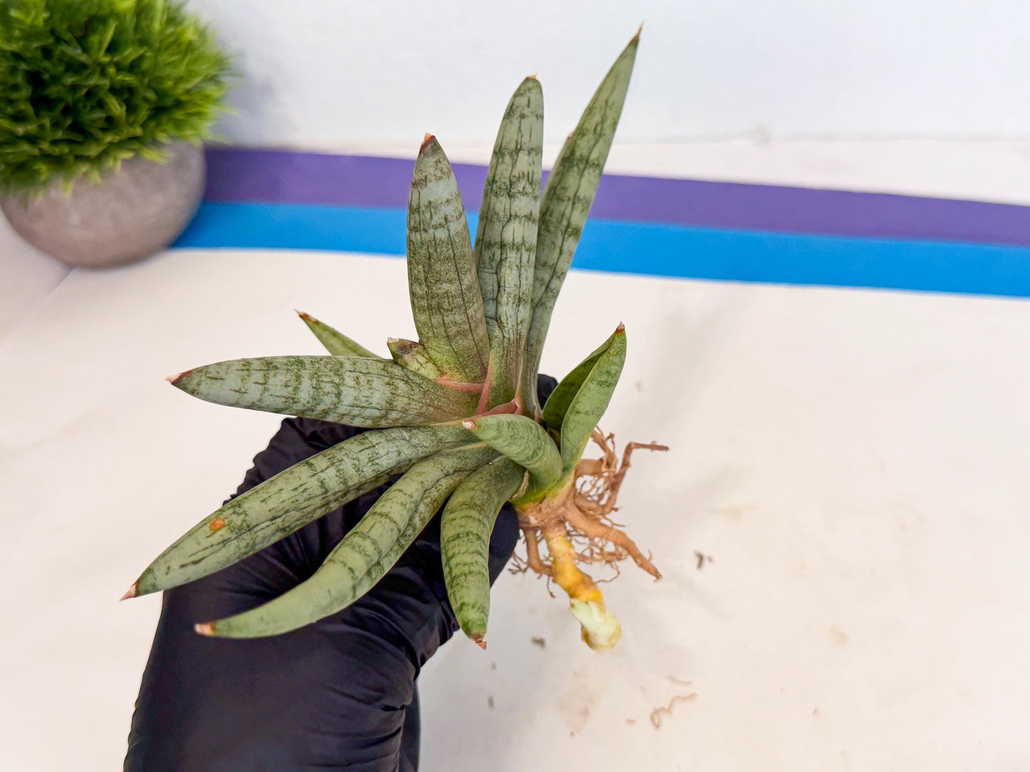 Sansevieria NangFon (ca2) (g) | Imported Sansevieria