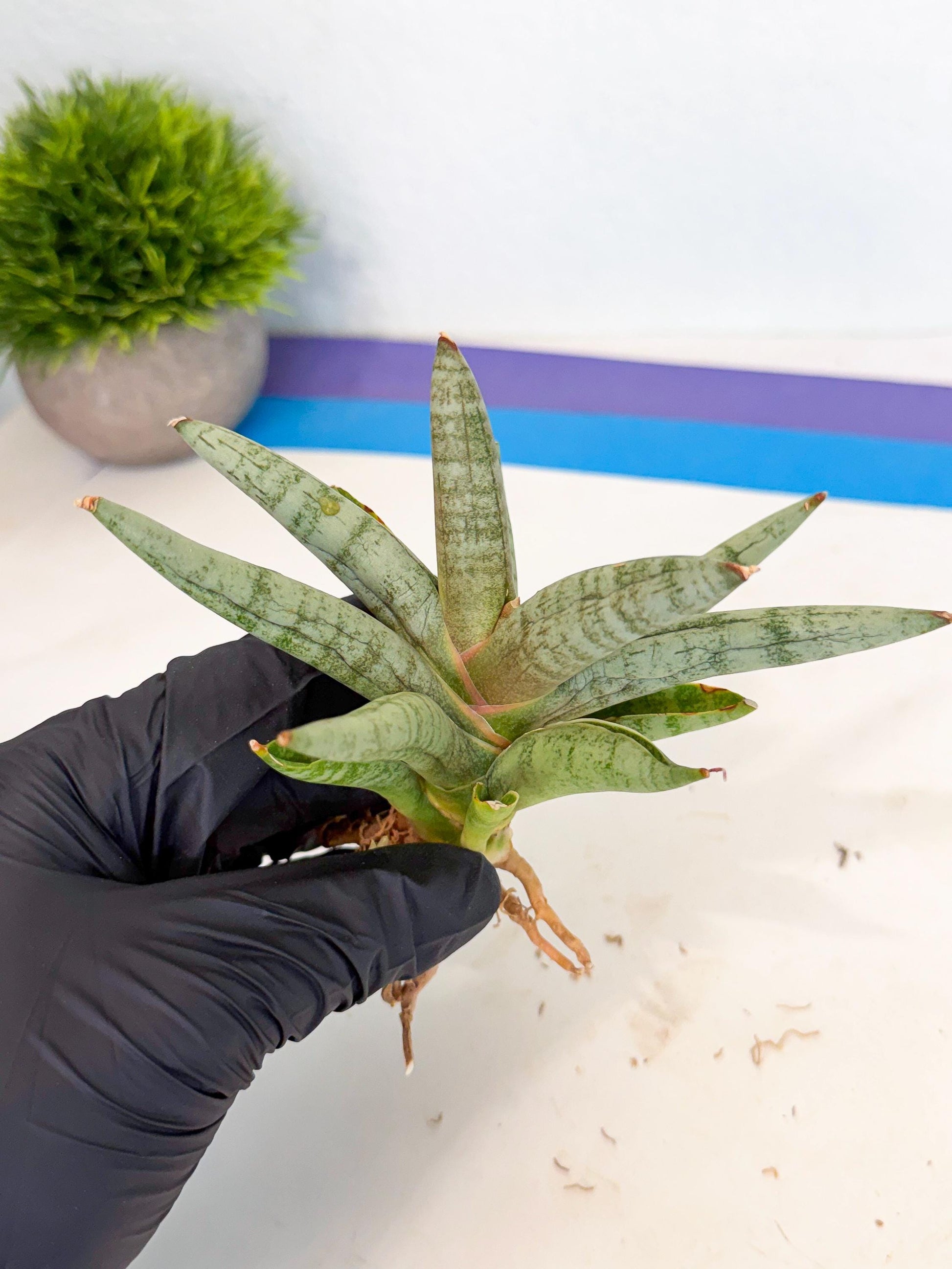 Sansevieria NangFon (ca2) (o) | Imported Sansevieria
