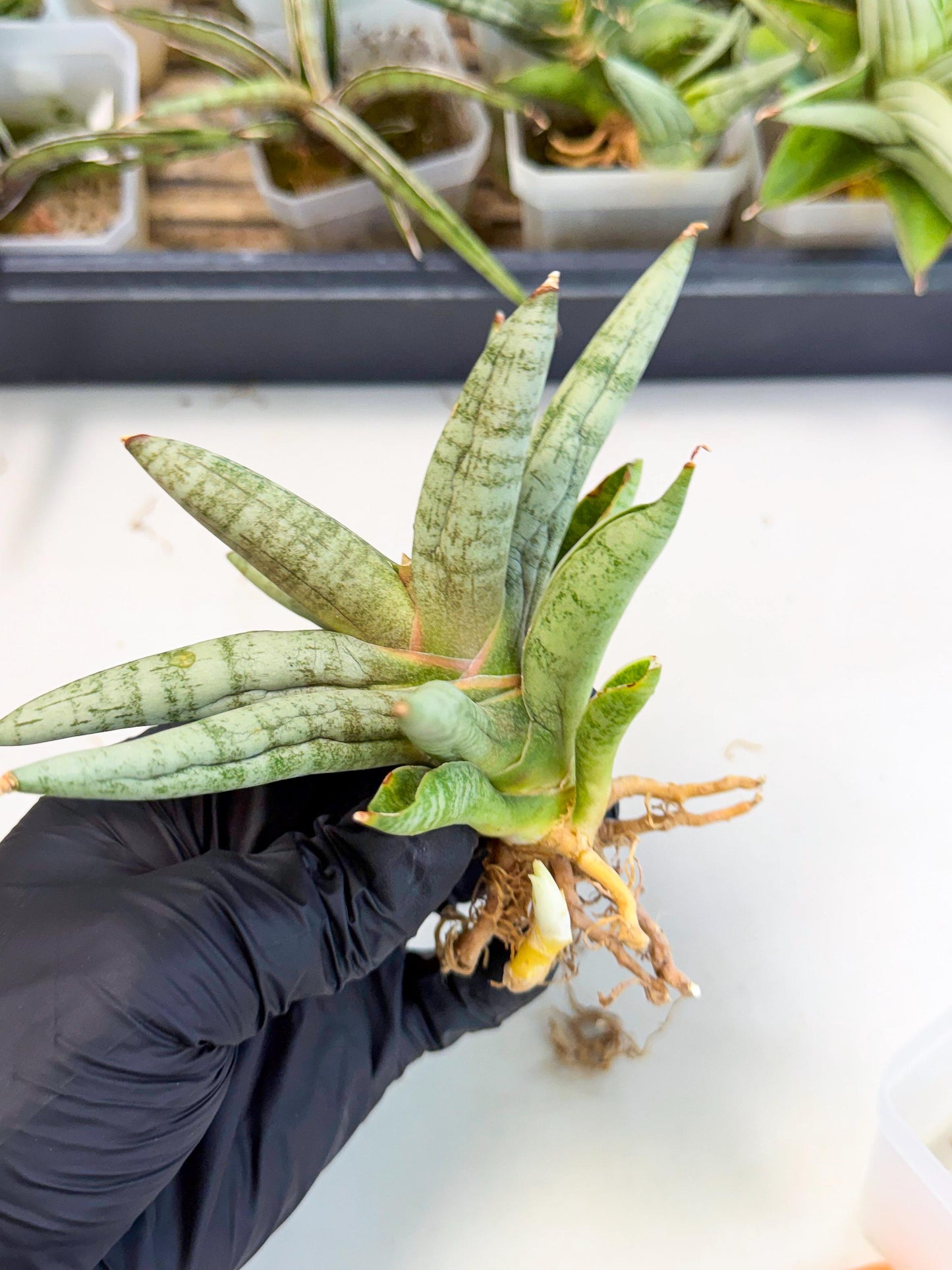 Sansevieria NangFon (ca2) (o) | Imported Sansevieria