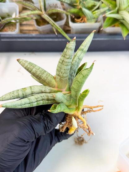 Sansevieria NangFon (ca2) (o) | Imported Sansevieria