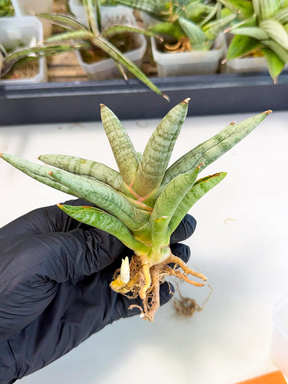 Sansevieria NangFon (ca2) (o) | Imported Sansevieria