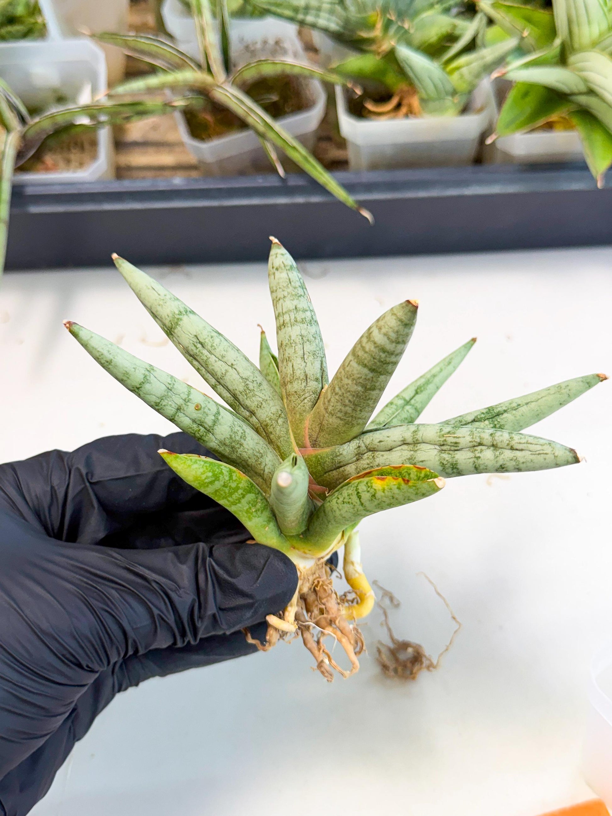 Sansevieria NangFon (ca2) (o) | Imported Sansevieria