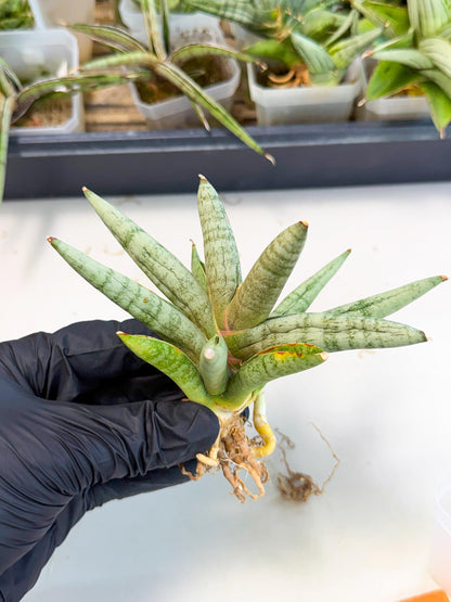 Sansevieria NangFon (ca2) (o) | Imported Sansevieria