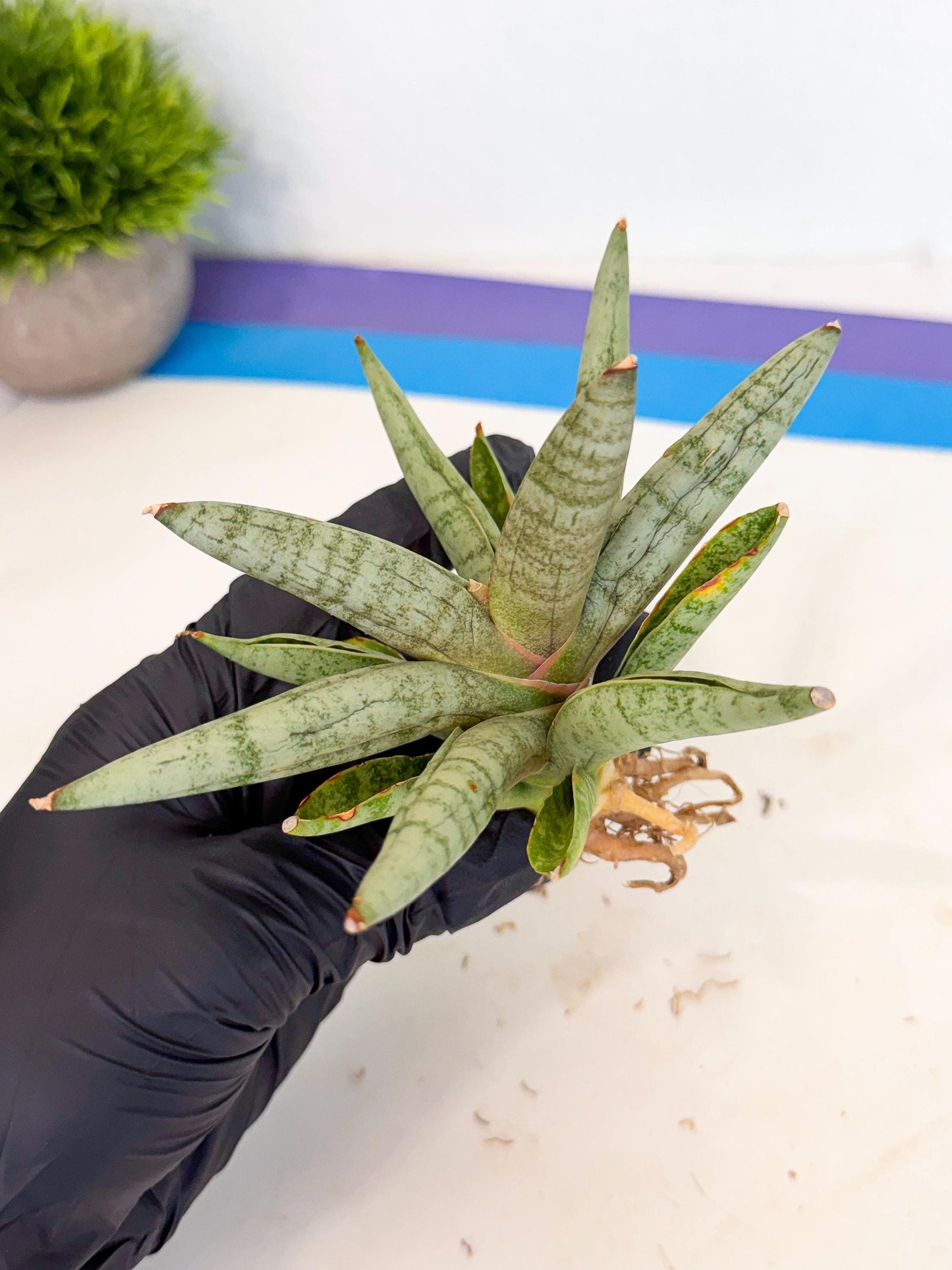 Sansevieria NangFon (ca2) (o) | Imported Sansevieria