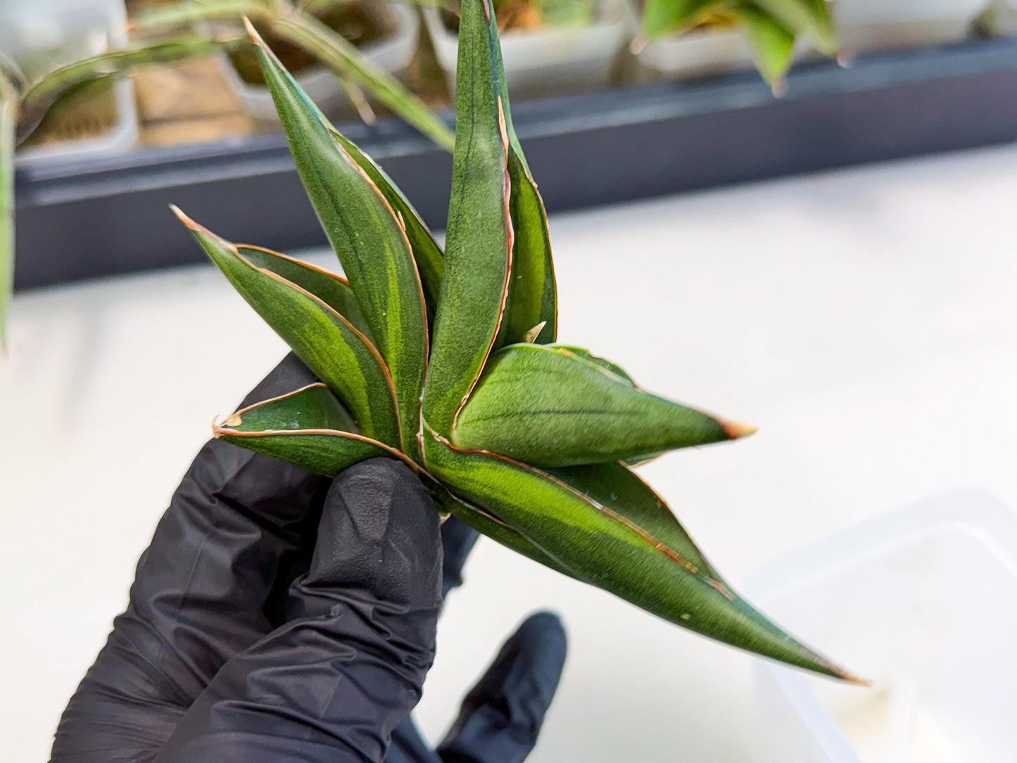 Sansevieria Sawasdee Var (ca2) (1) | Imported House Plants
