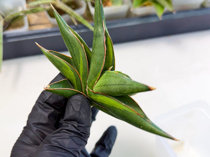 Sansevieria Sawasdee Var (ca2) (1) | Imported House Plants