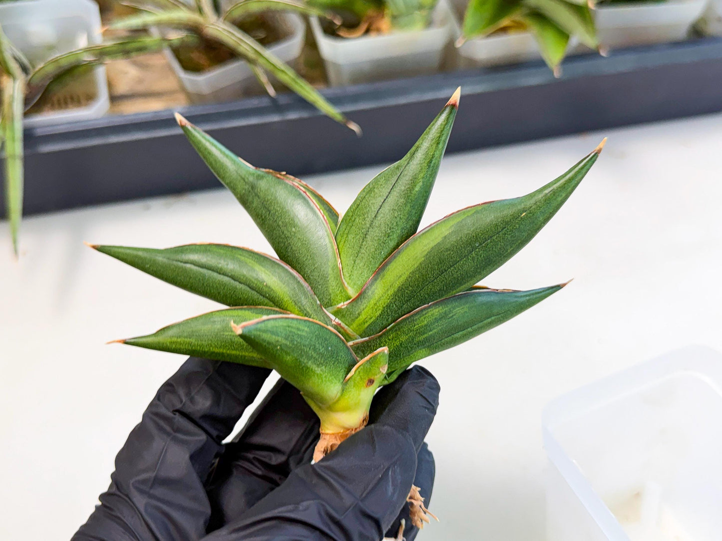 Sansevieria Sawasdee Var (ca2) (1) | Imported House Plants