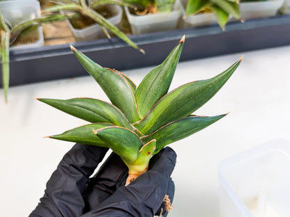 Sansevieria Sawasdee Var (ca2) (1) | Imported House Plants