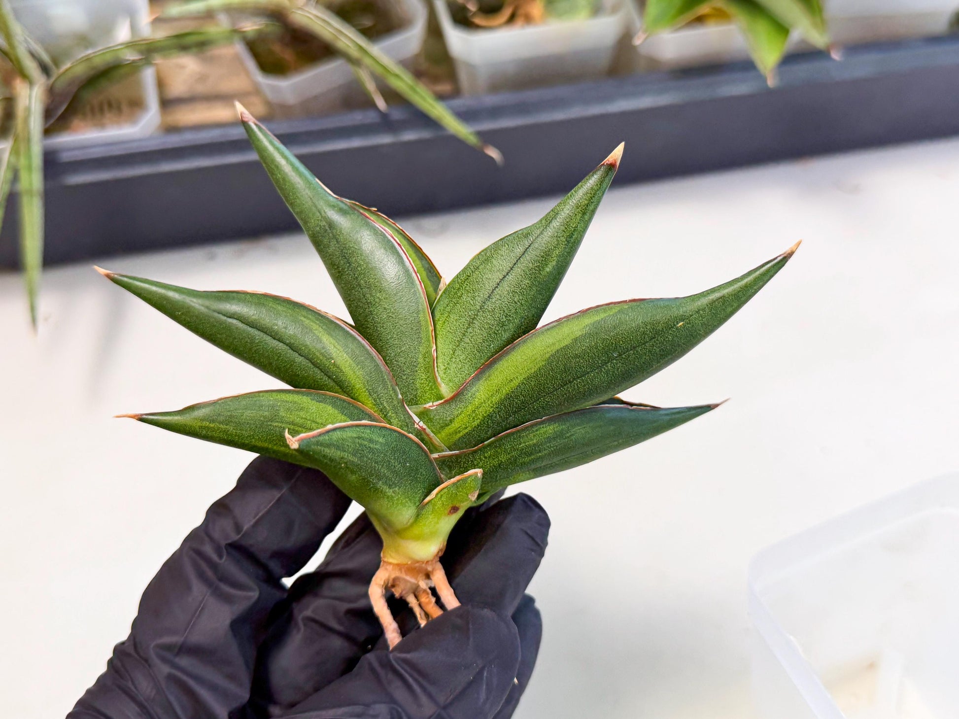 Sansevieria Sawasdee Var (ca2) (1) | Imported House Plants