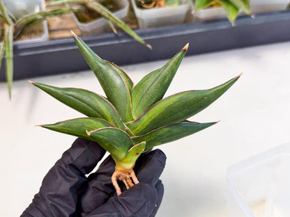 Sansevieria Sawasdee Var (ca2) (1) | Imported House Plants