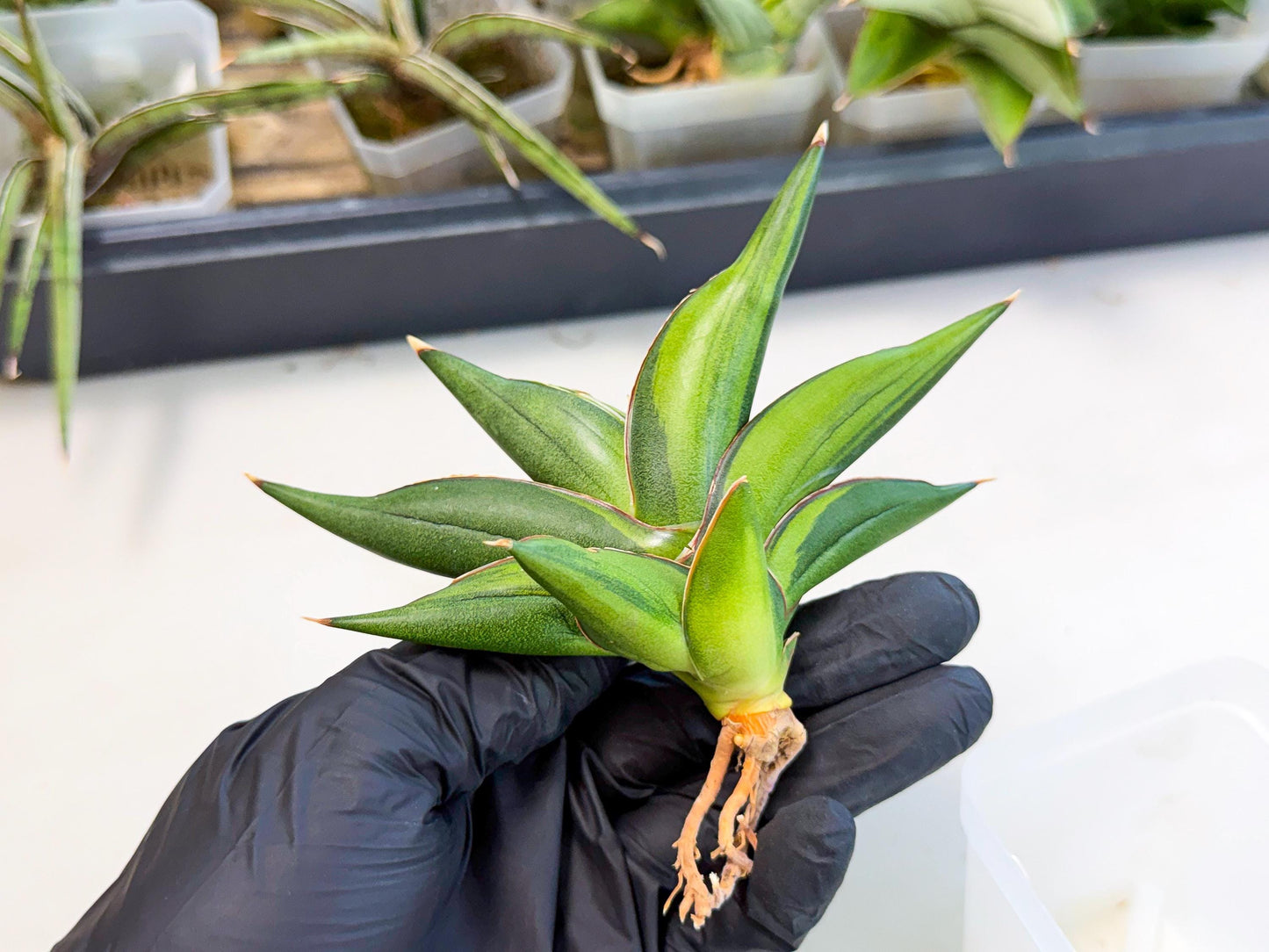 Sansevieria Sawasdee Var (ca2) (1) | Imported House Plants