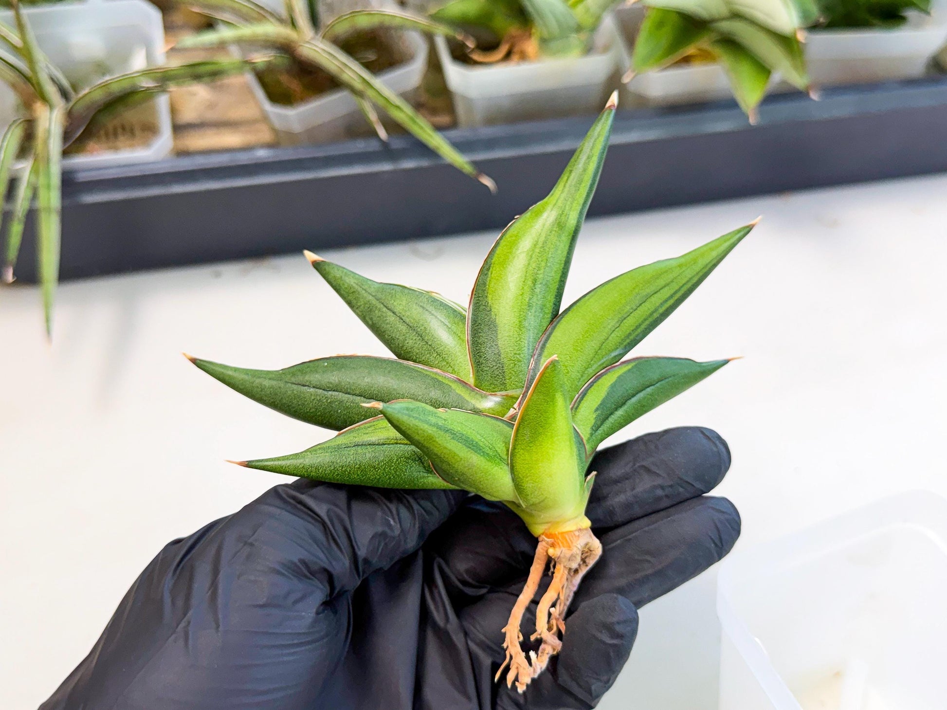 Sansevieria Sawasdee Var (ca2) (1) | Imported House Plants