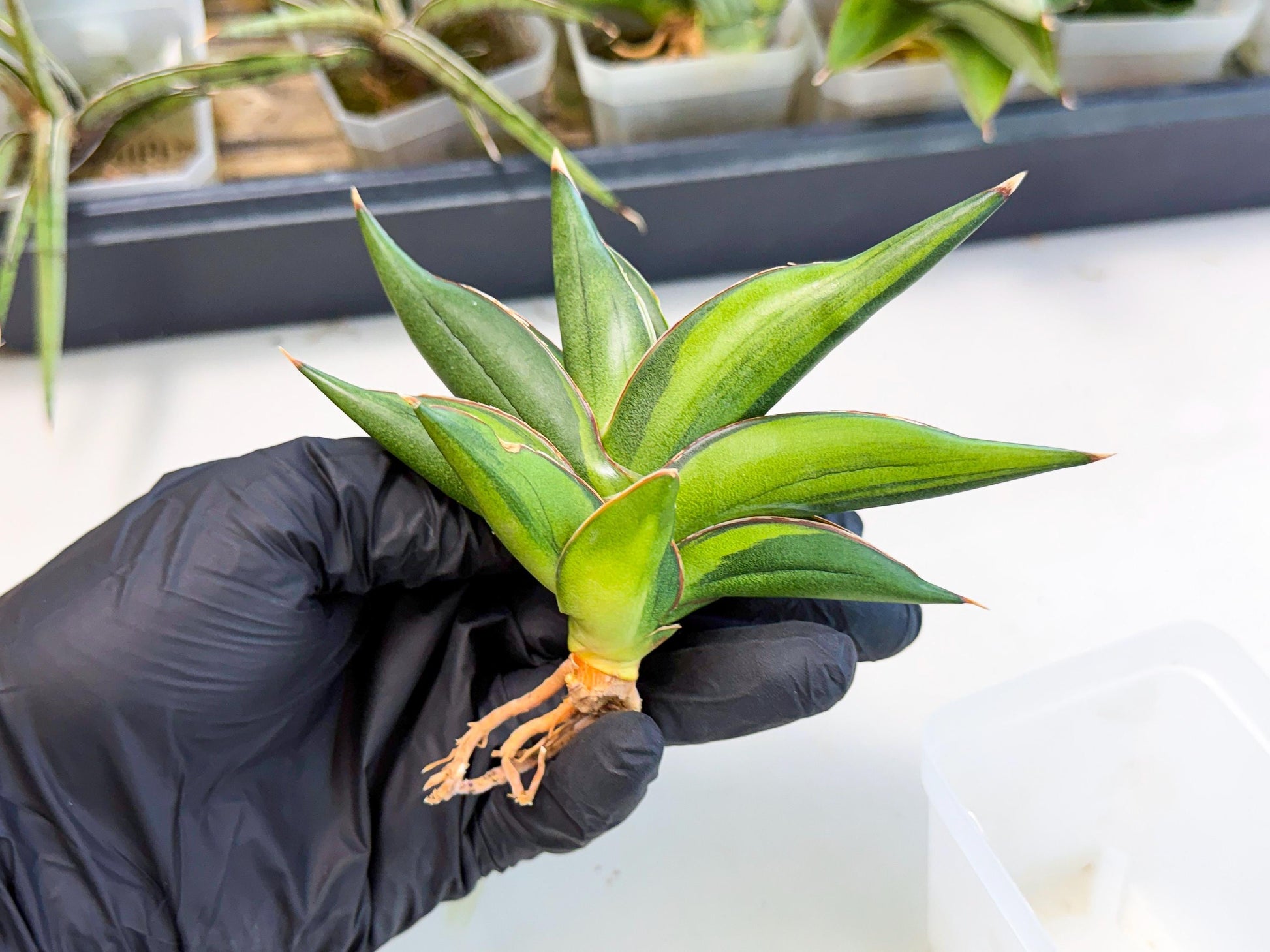 Sansevieria Sawasdee Var (ca2) (1) | Imported House Plants