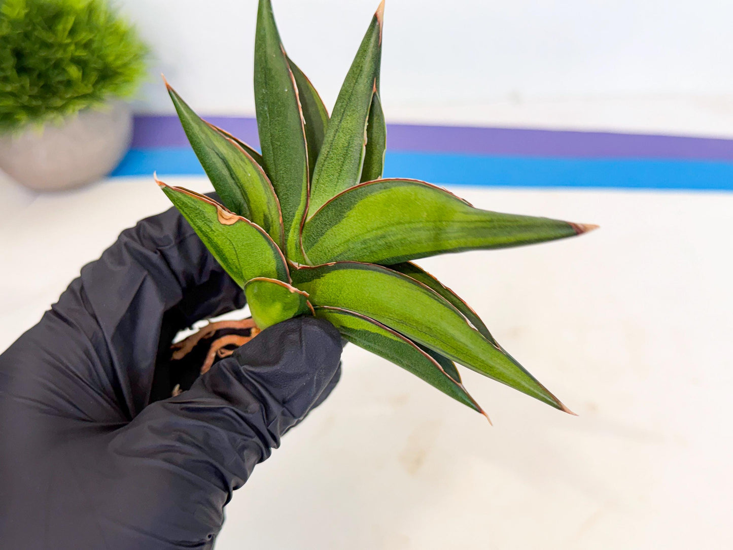 Sansevieria Sawasdee Var (ca2) (1) | Imported House Plants