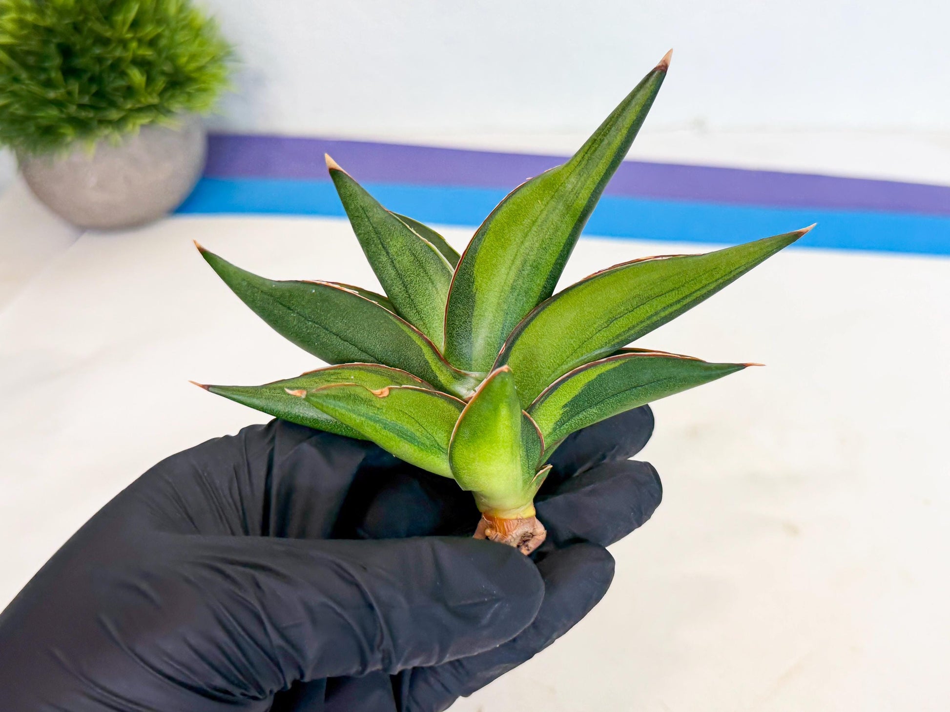 Sansevieria Sawasdee Var (ca2) (1) | Imported House Plants