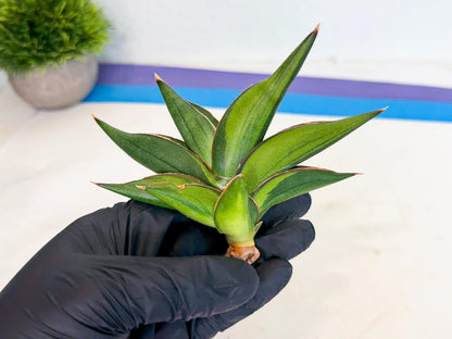 Sansevieria Sawasdee Var (ca2) (1) | Imported House Plants