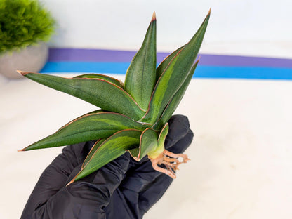 Sansevieria Sawasdee Var (ca2) (1) | Imported House Plants