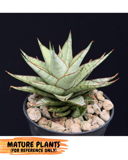 Sansevieria Dararai (Ca3) (4) | Imported Sansevieria