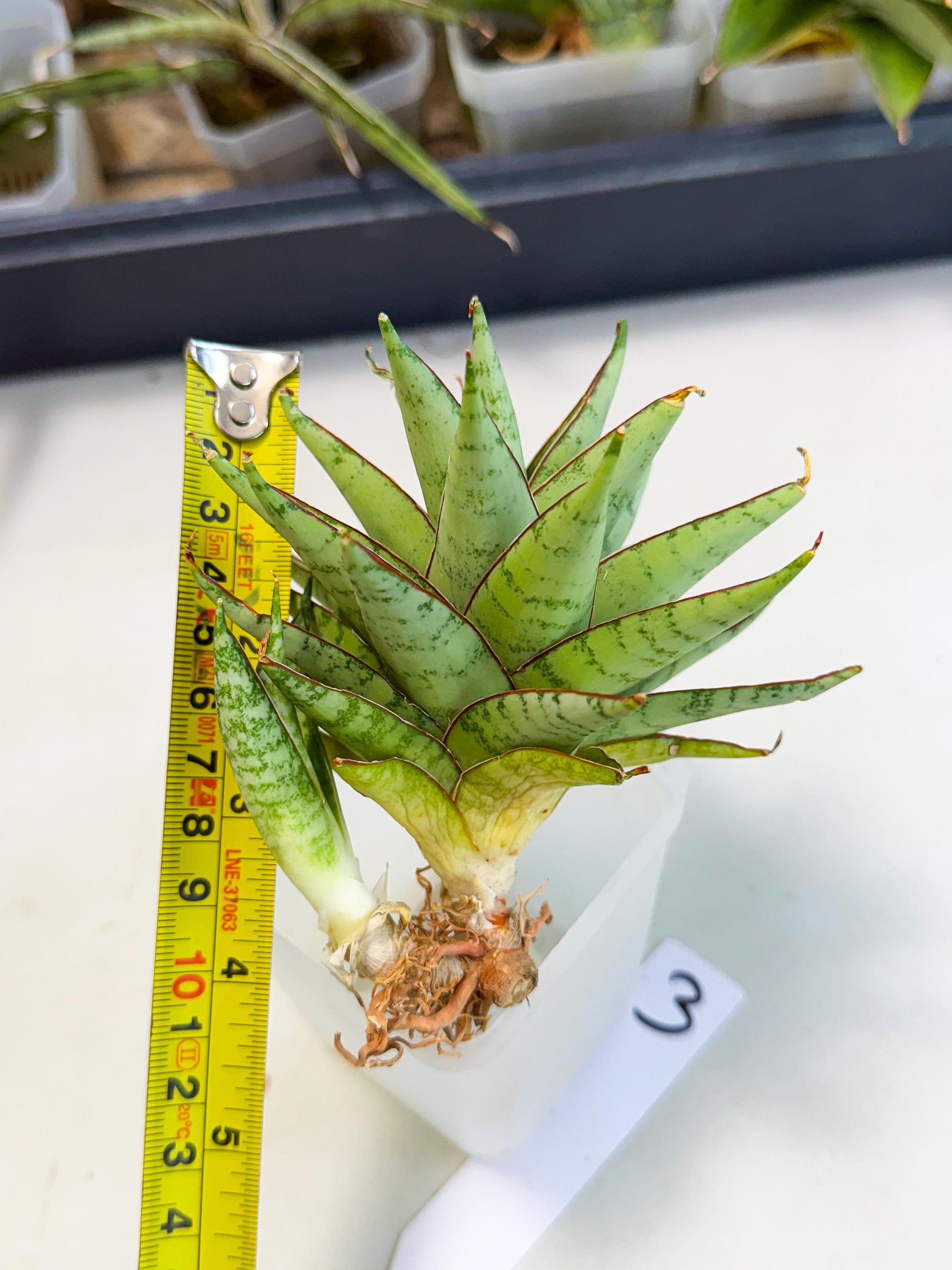 Sansevieria Dararai (Ca2) (3) | Imported Sansevieria
