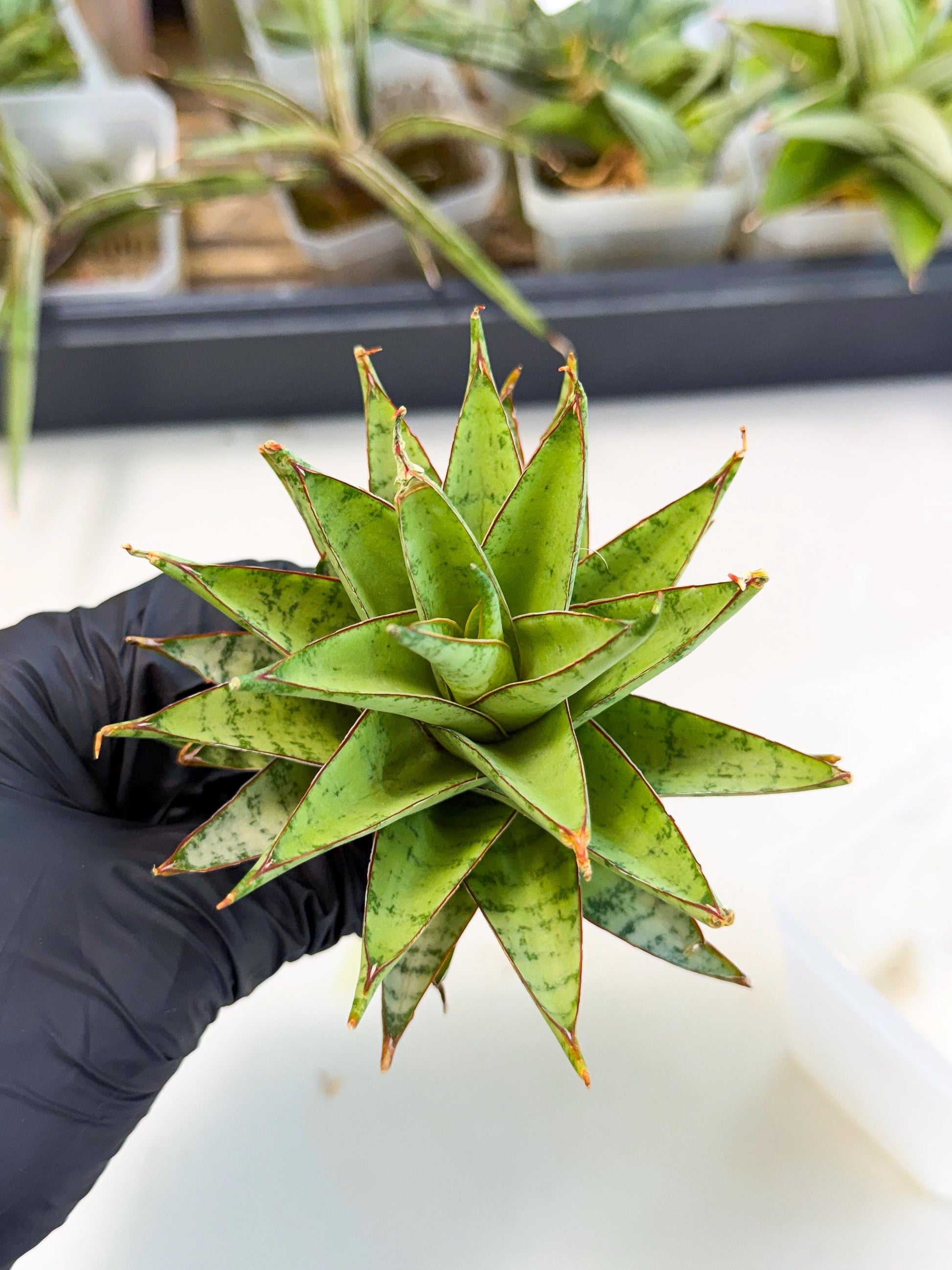 Sansevieria Dararai (Ca2) (3) | Imported Sansevieria