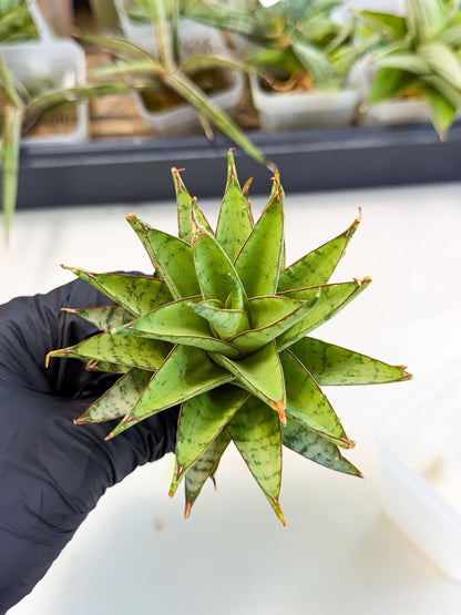 Sansevieria Dararai (Ca2) (3) | Imported Sansevieria