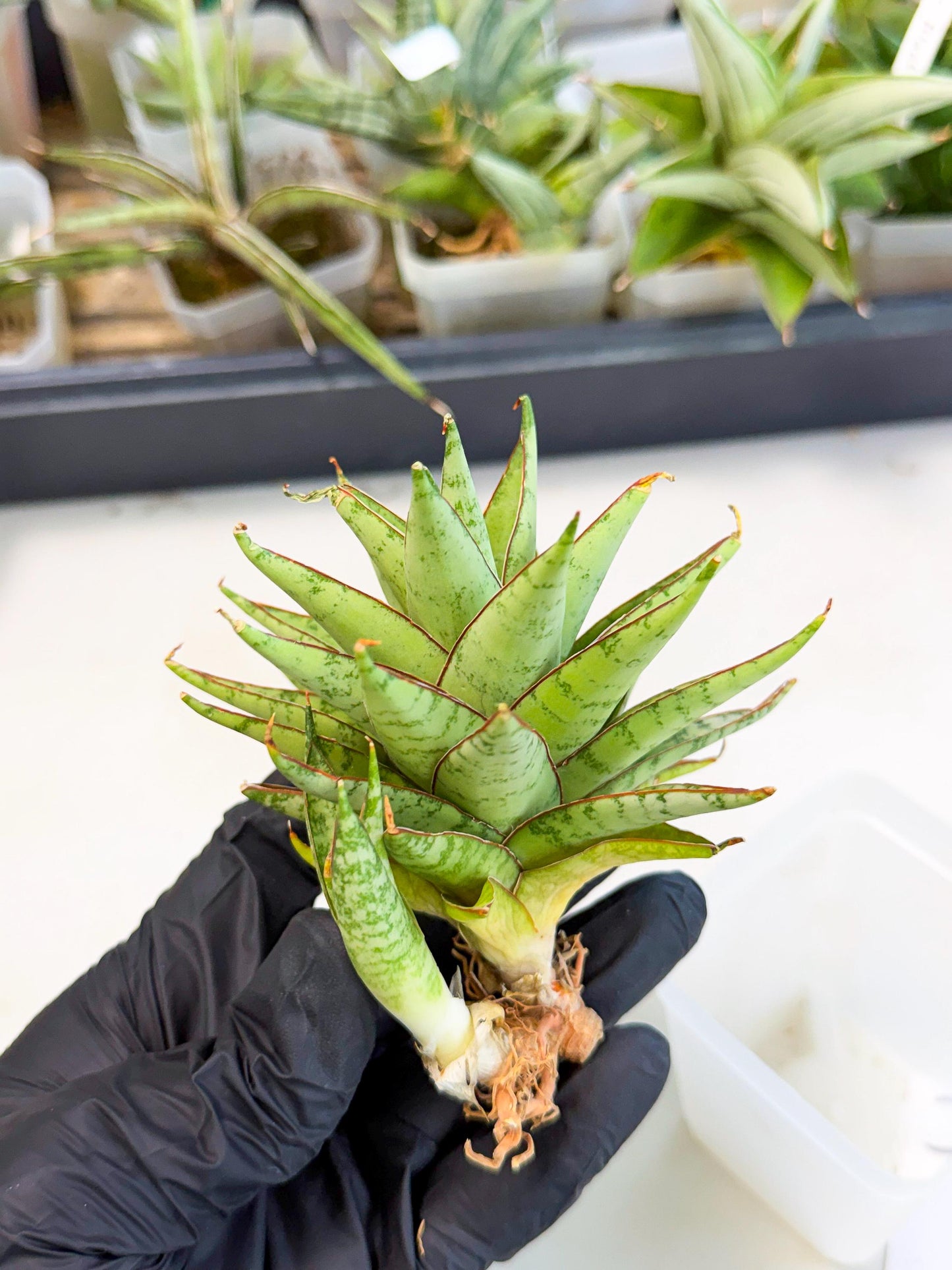 Sansevieria Dararai (Ca2) (3) | Imported Sansevieria