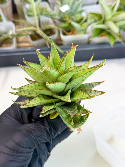 Sansevieria Dararai (Ca2) (3) | Imported Sansevieria