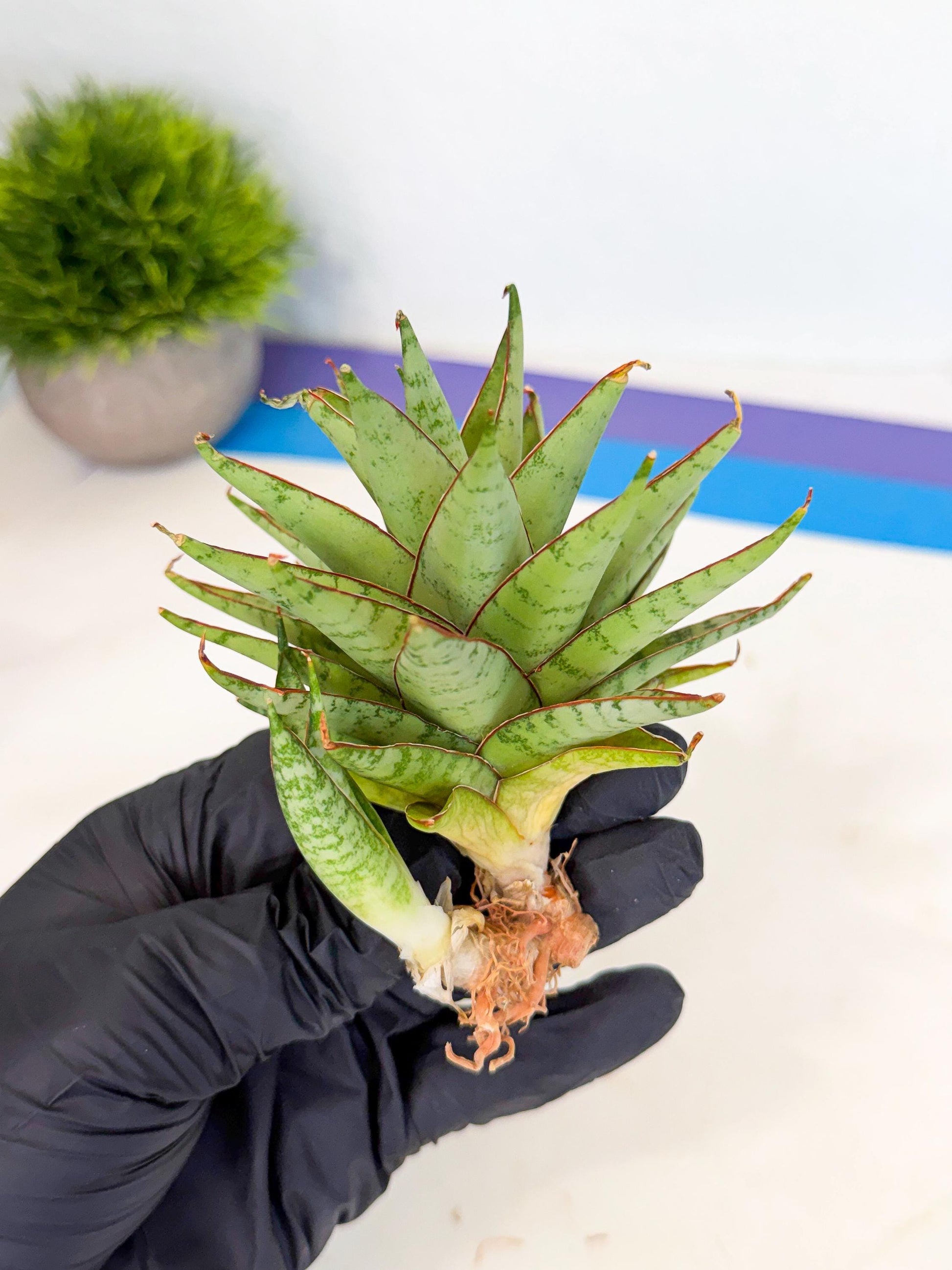 Sansevieria Dararai (Ca2) (3) | Imported Sansevieria