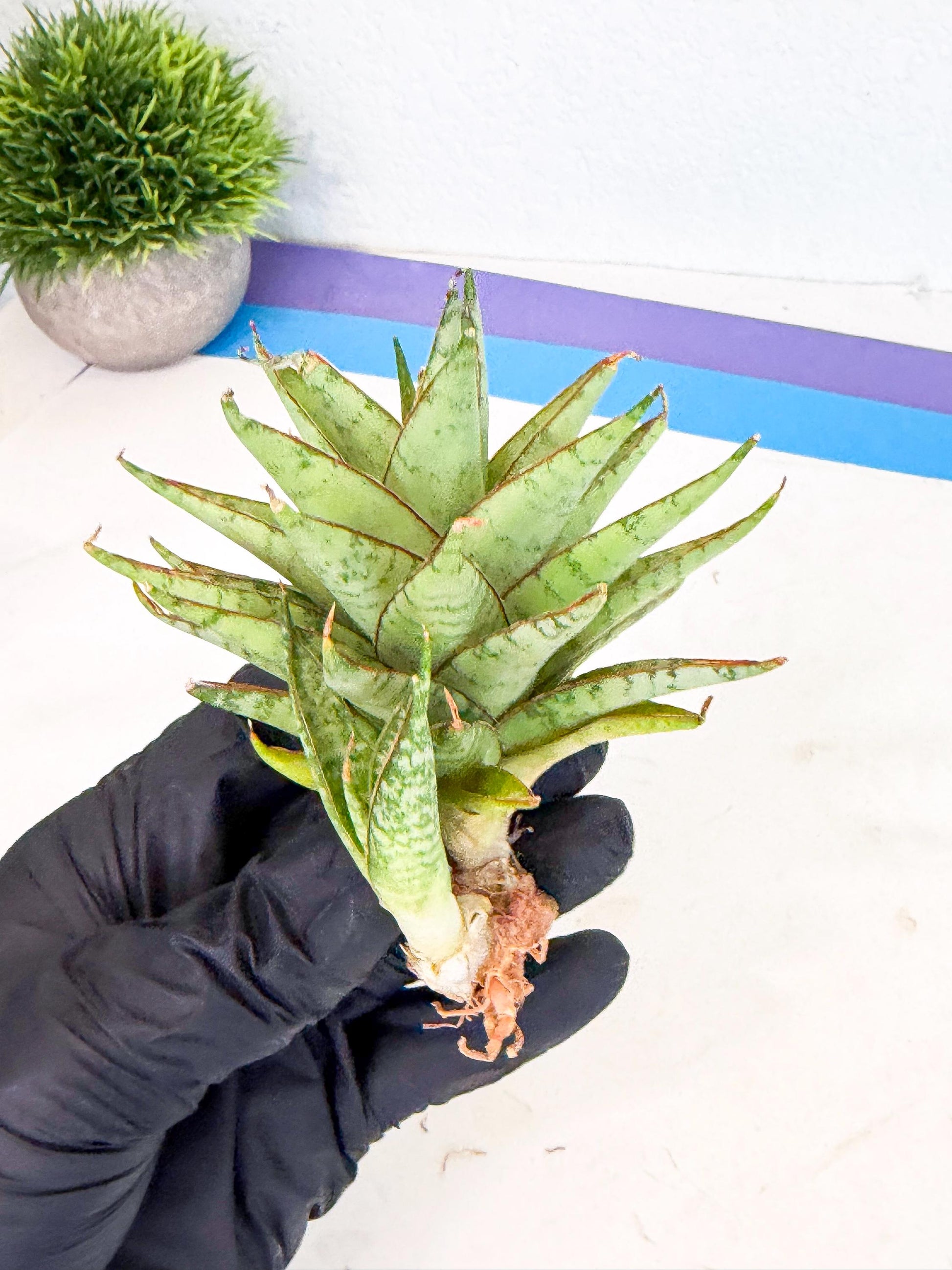 Sansevieria Dararai (Ca2) (3) | Imported Sansevieria