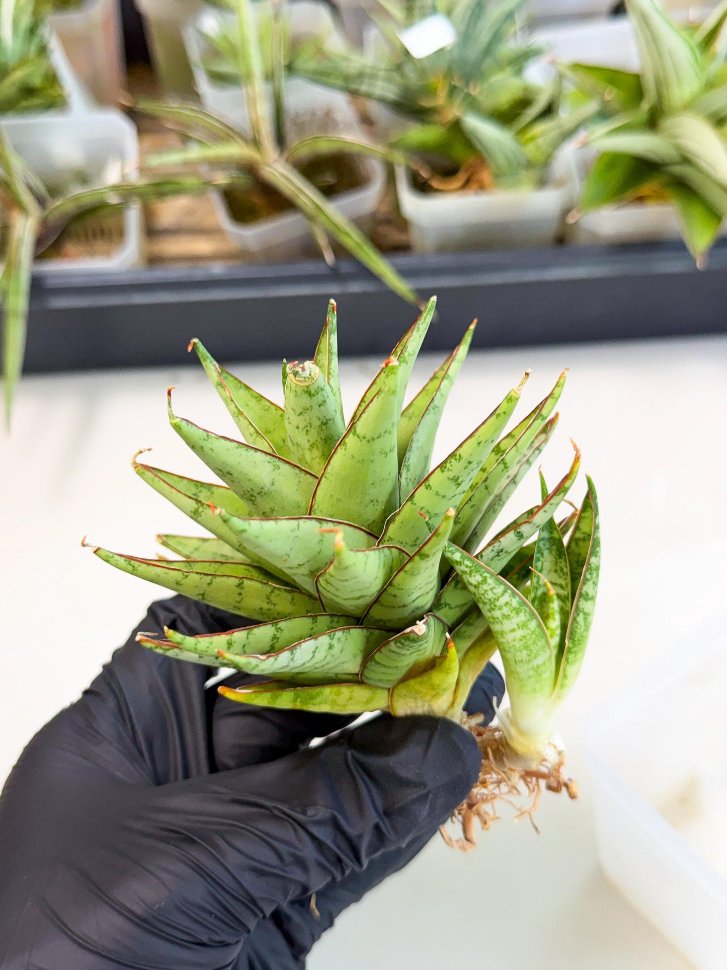 Sansevieria Dararai (Ca2) (3) | Imported Sansevieria