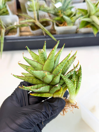 Sansevieria Dararai (Ca2) (3) | Imported Sansevieria