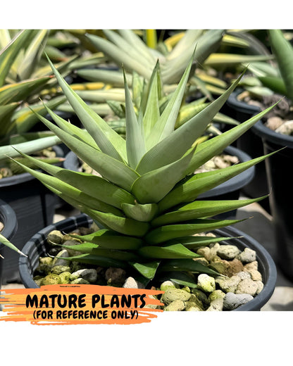 Sansevieria Helen (ca2) (4) | Rare Plant